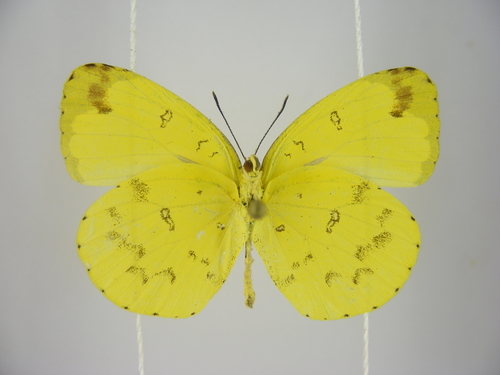 Malagasy Grass Yellow