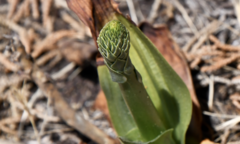 Platanthera ephemerantha