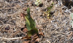 Platanthera ephemerantha