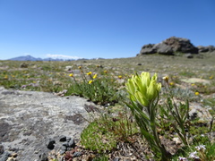 Castilleja occidentalis