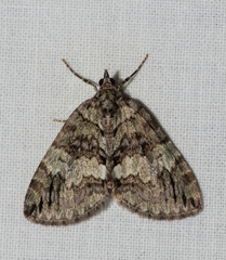 Hydriomena transfigurata