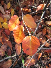 Nothofagus alessandrii