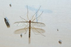 Tricyphona