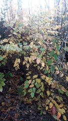 Nothofagus alessandrii