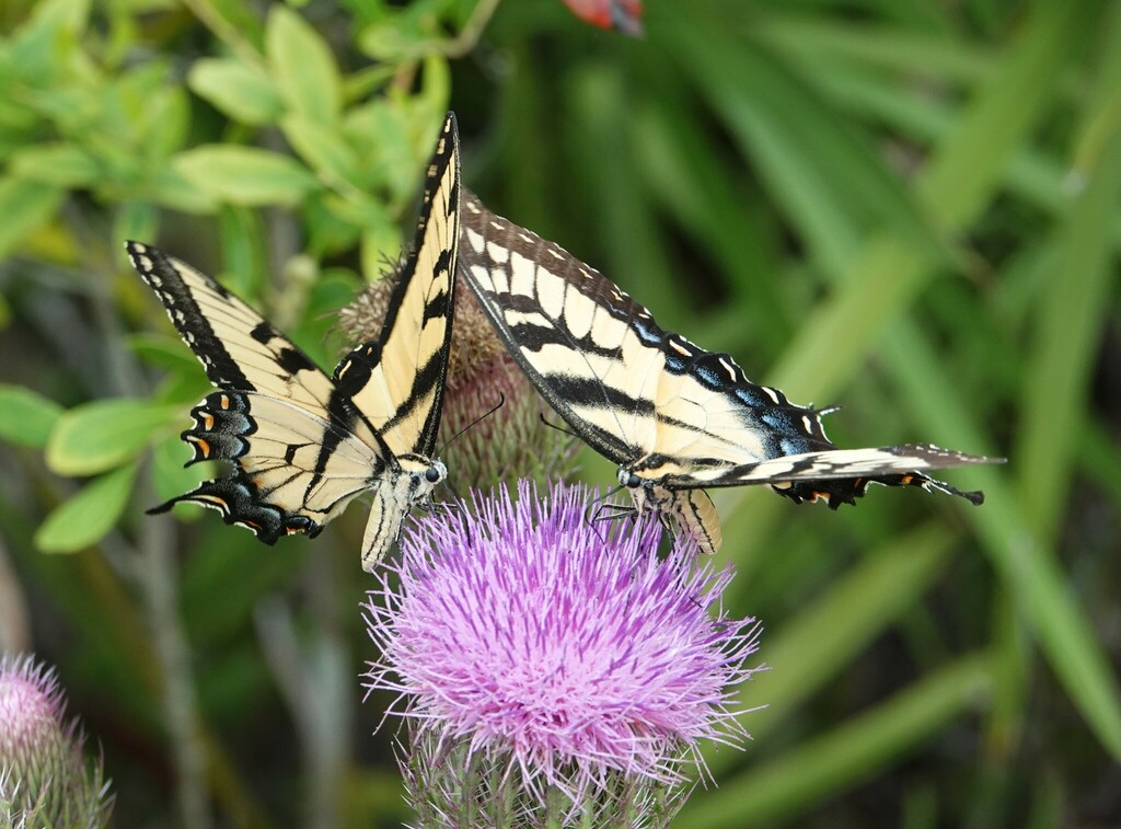Eastern Tiger Swallowtail from Hernando County, FL, USA on September 8 ...