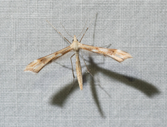 Gillmeria pallidactyla