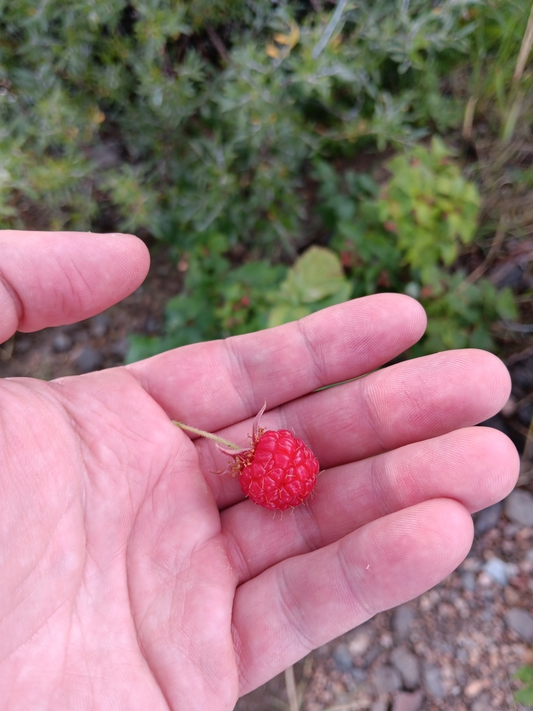 red raspberry from Albany County, US-WY, US on September 7, 2024 at 05: ...