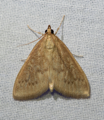 Ostrinia