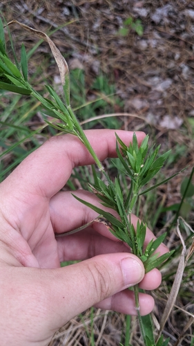 Dichanthelium acuminatum iNat (1)