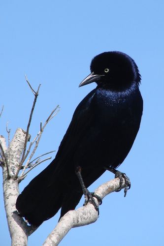 Boat-tailed Grackle (Flora and Fauna of North Carolina) · iNaturalist