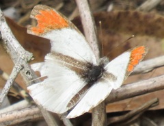 Colotis euippe omphale