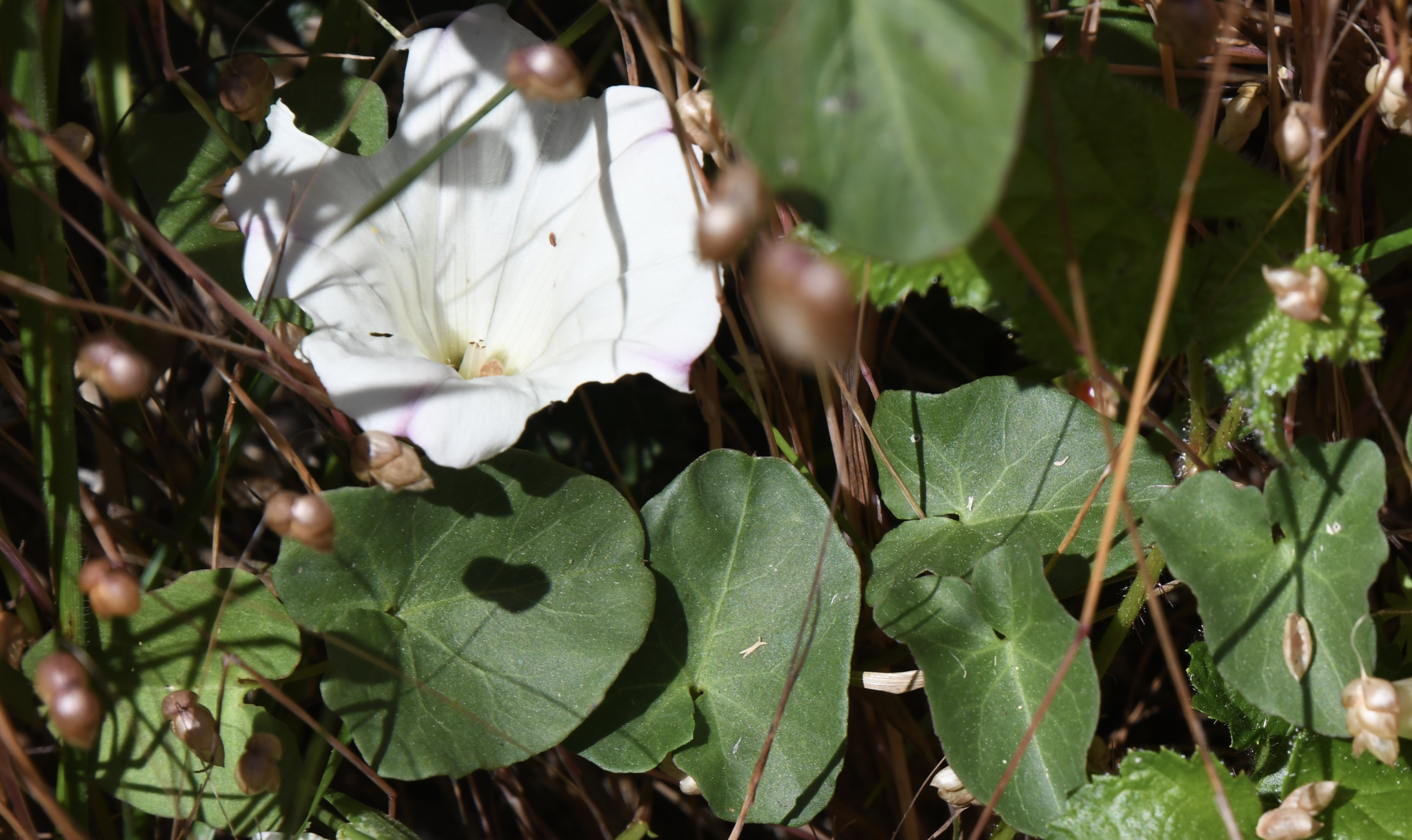 Calystegia purpurata ssp. saxicola