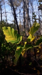 Nothofagus glauca