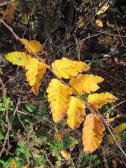 Nothofagus glauca