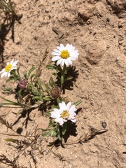 Erigeron pulcherrimus