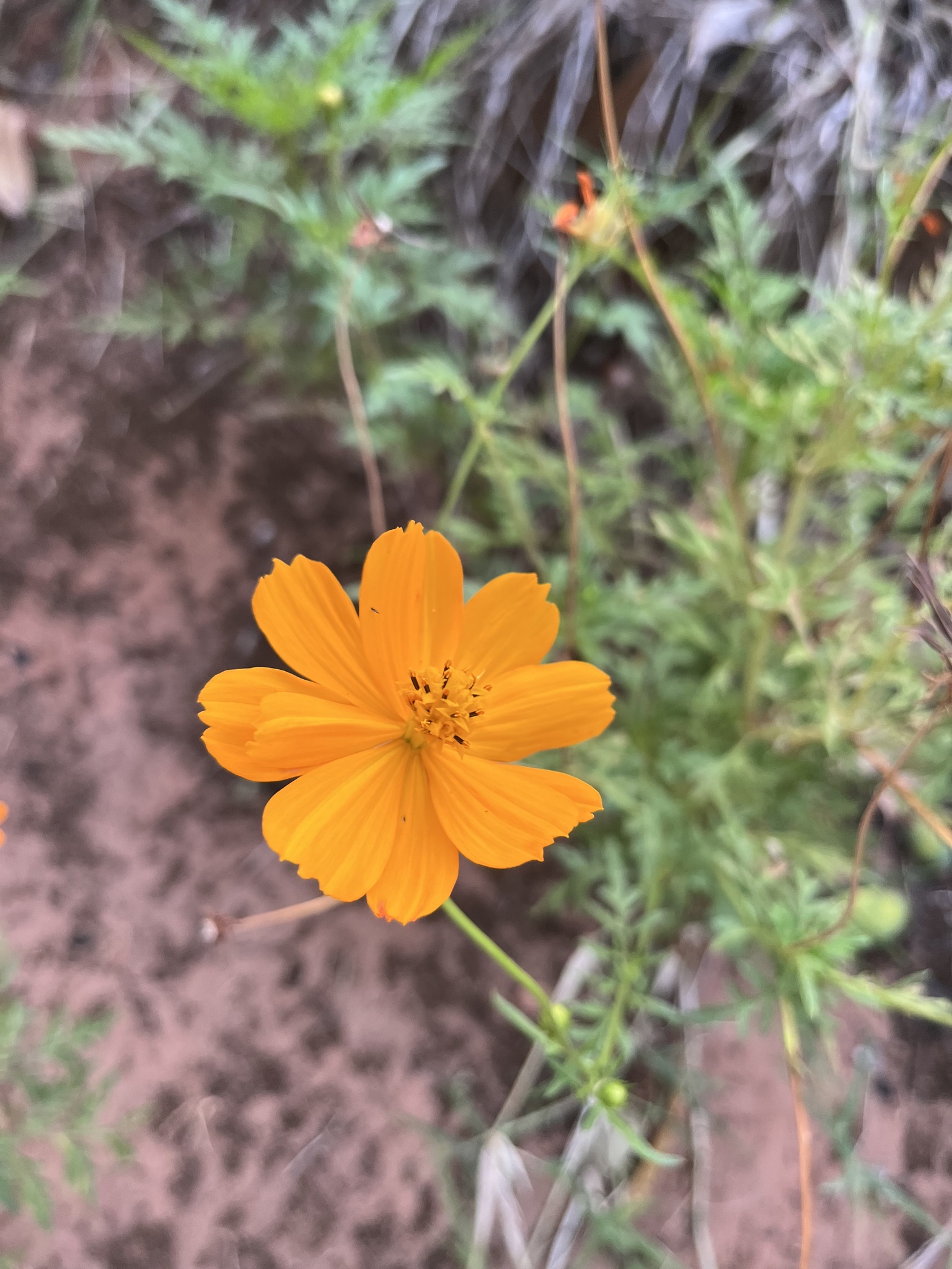 Cosmos sulphureus