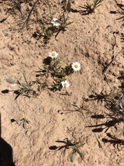 Erigeron pulcherrimus