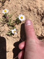 Erigeron pulcherrimus