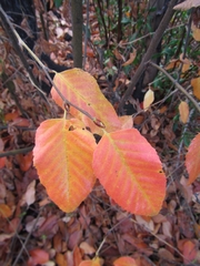 Nothofagus alessandrii