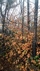 Nothofagus alessandrii