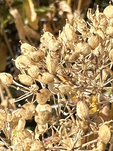 Image of Lepidium chalepense by no rights reserved