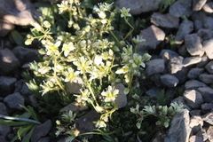 Saxifraga bronchialis funstonii