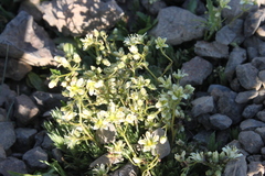 Saxifraga bronchialis funstonii