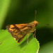 Yellow Grass Dart - Photo (c) msr, some rights reserved (CC BY-NC), uploaded by msr