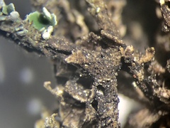 Cladonia phyllophora