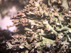 Cladonia phyllophora