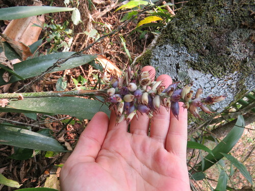 Aechmea coelestis, photograph 2