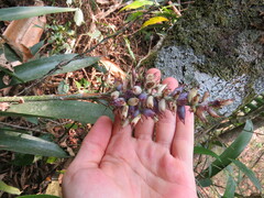 Victor Farjalla Pontes, CC BY, iNaturalist via GBIF Aechmea coelestis, photograph Victor Farjalla Pontes, CC BY, iNaturalist via GBIF