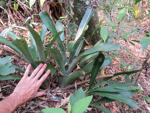 Aechmea coelestis, photograph 1