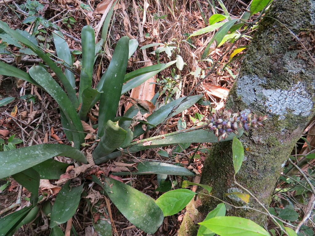 Aechmea coelestis; photograph Victor Farjalla Pontes, CC BY, iNaturalist via GBIF