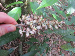 Victor Farjalla Pontes, CC BY, iNaturalist via GBIF Aechmea coelestis, photograph Victor Farjalla Pontes, CC BY, iNaturalist via GBIF