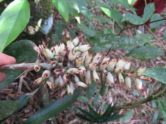 Victor Farjalla Pontes, CC BY, iNaturalist via GBIF Aechmea coelestis, photograph Victor Farjalla Pontes, CC BY, iNaturalist via GBIF