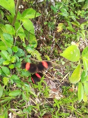 Heliconius erato adana