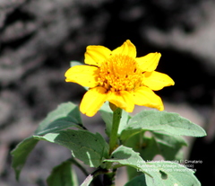 Heliopsis annua