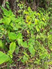 Heliconius erato adana