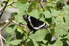 Limenitis weidemeyerii nevadae