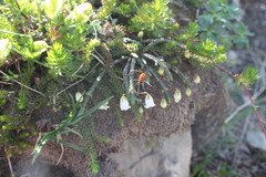 Cassiope lycopodioides
