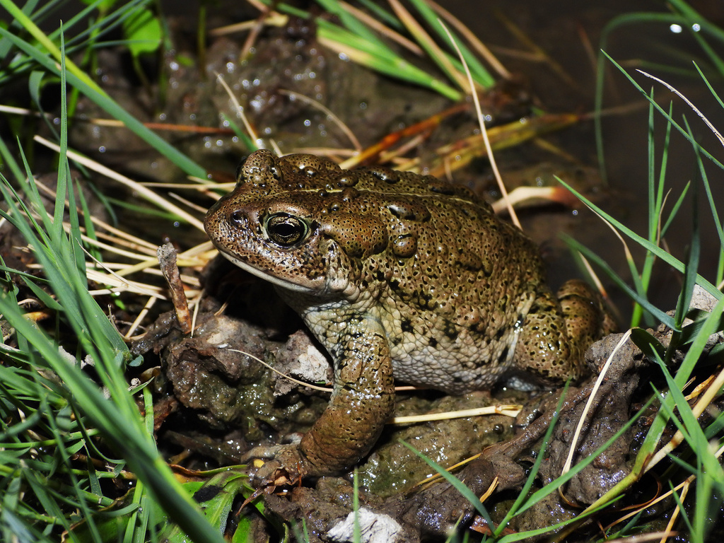 Hot Creek Toad