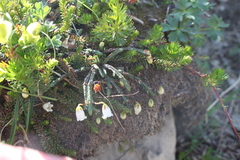 Cassiope lycopodioides