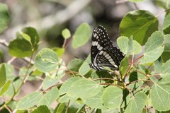 Limenitis weidemeyerii nevadae