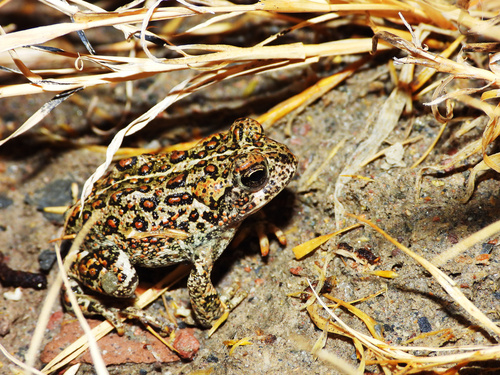 Dixie Valley Toad