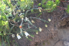 Cassiope lycopodioides