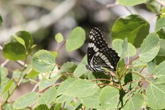 Limenitis weidemeyerii nevadae