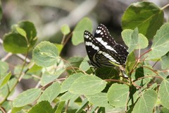 Limenitis weidemeyerii nevadae
