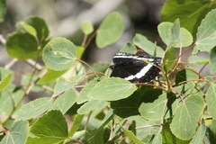 Limenitis weidemeyerii nevadae