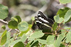 Limenitis weidemeyerii nevadae